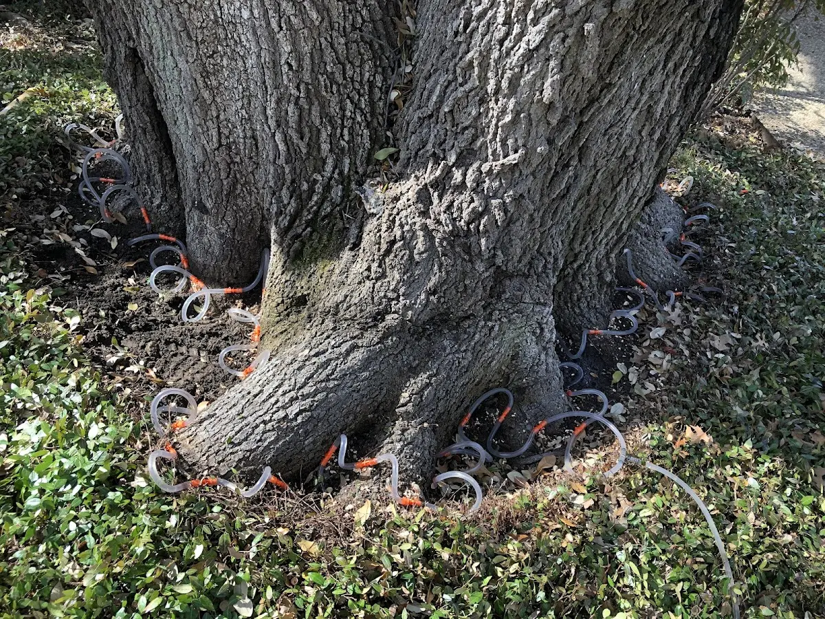 Detailed Tree Cabling and Bracing job site in Poplar