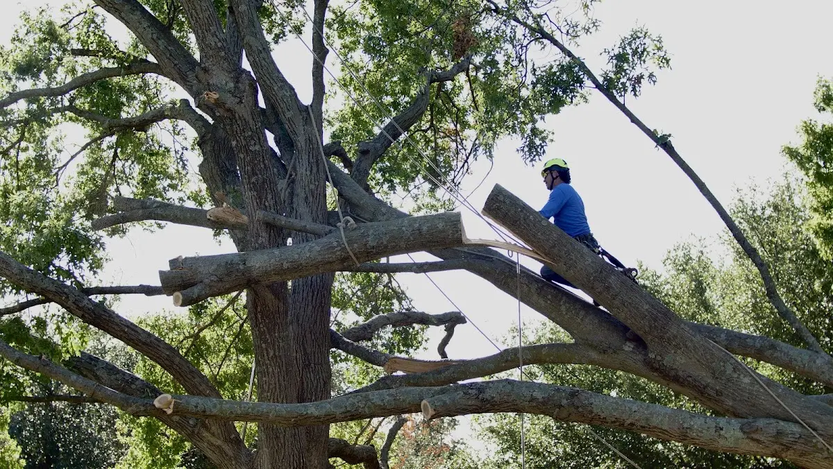 Professional Crown Thinning performed by certified arborists in Poplar