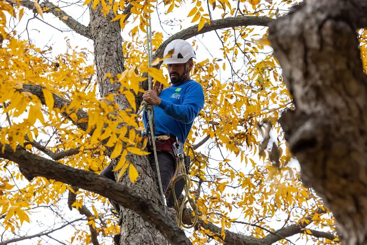 Skilled Tree Trimming crew working in Poplar